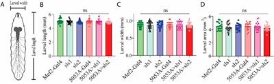 Muscle-fiber specific genetic manipulation of Drosophila sallimus severely impacts neuromuscular development, morphology, and physiology